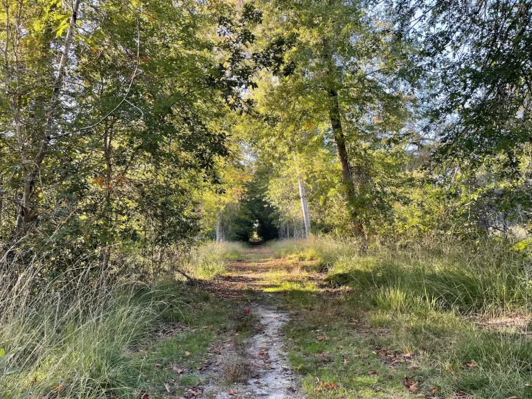 Forêt du domaine Darricau en juin