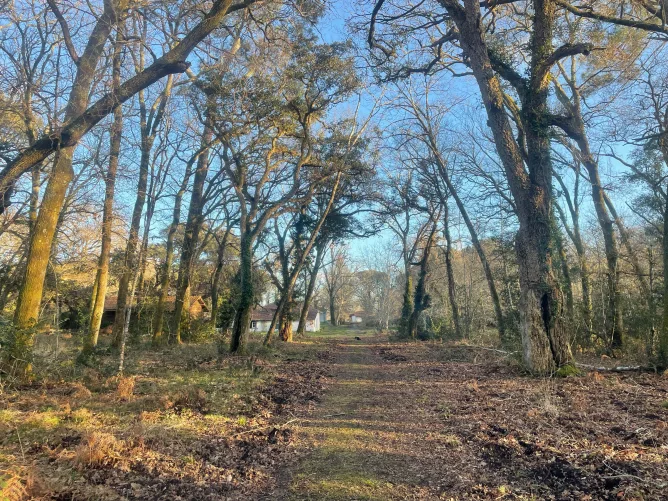 Forêt de Darricau en hivers