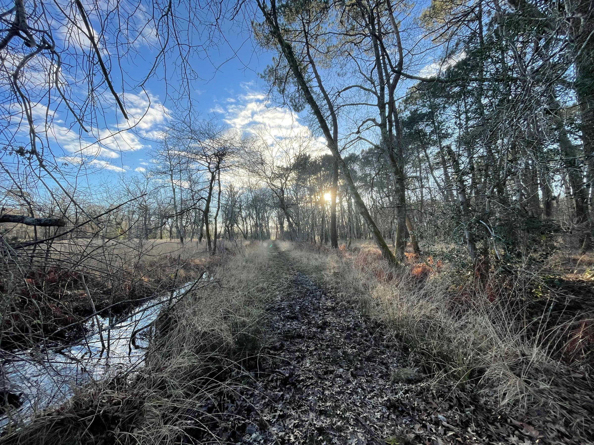 foret-hivers_2