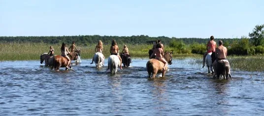 Cheval dans le parc de Darricau