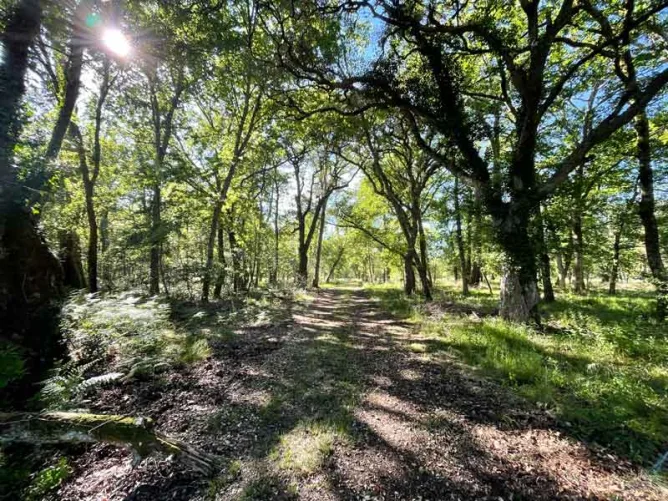 Forêt de Darricau au printemps