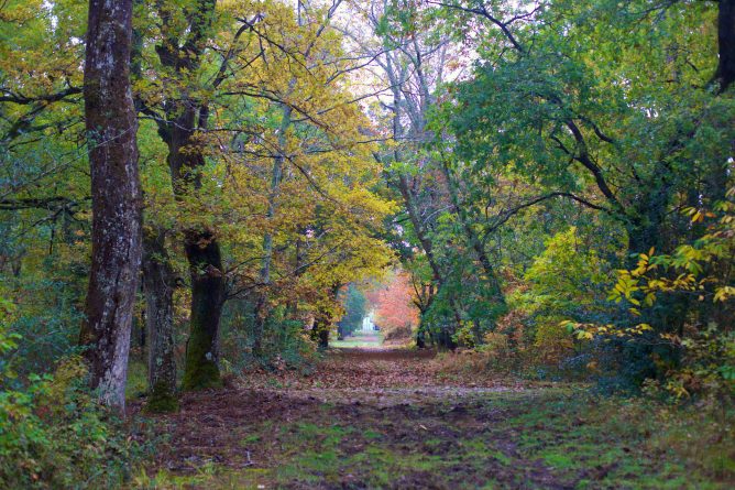 Forêt de Darricau en automne