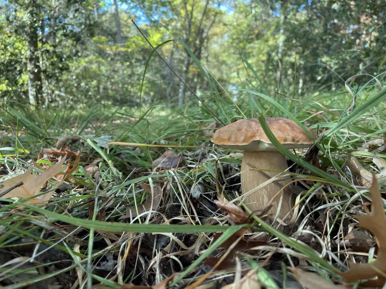 Cepes dans les Landes - domaine Darricau