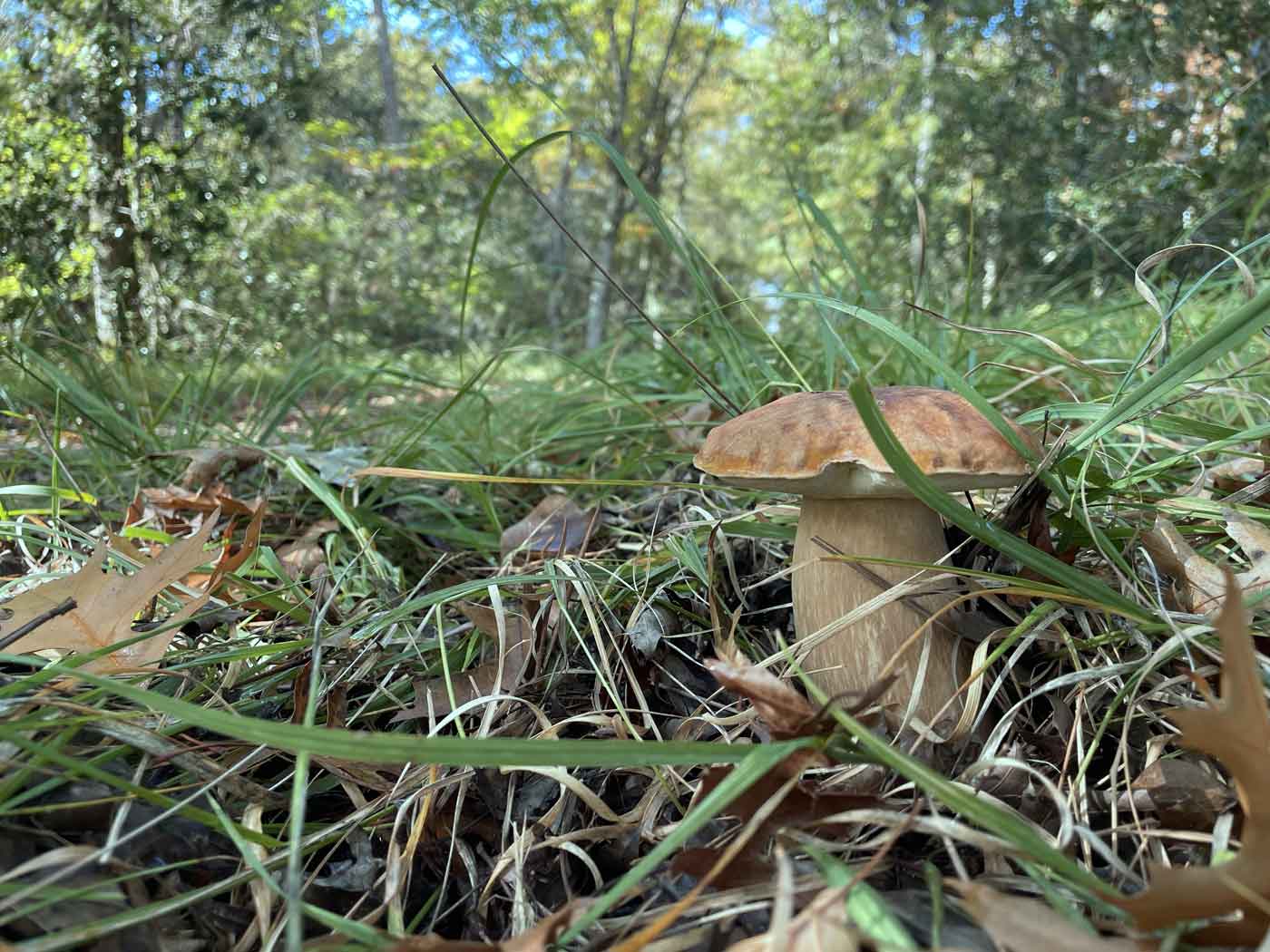 Cepes dans les Landes - domaine Darricau