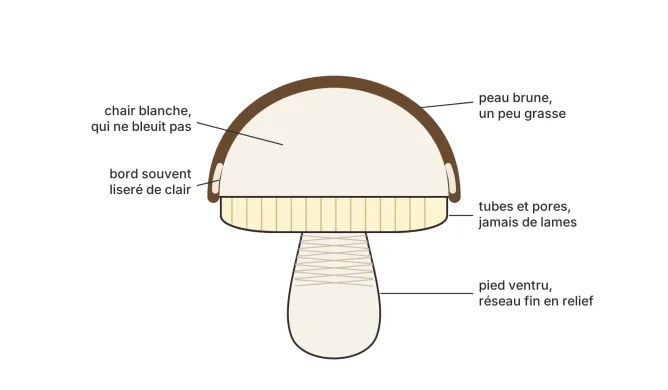 Cèpe en coupe