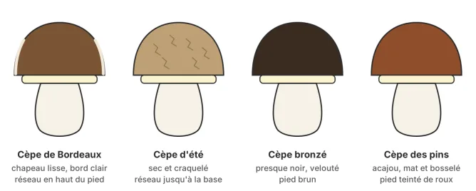 Les quatre cèpes landais